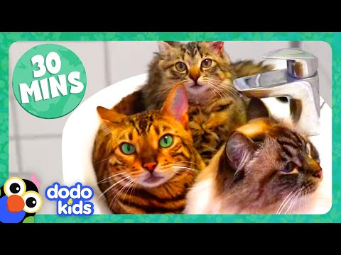 30 Minutes Of Pets Who Love Their Families ❤️ | Dodo Kids | Animal Videos For Kids