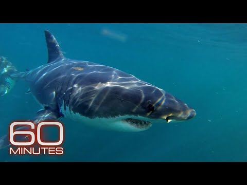 Great White Sharks, Whales, Ocean Floor Metals, Ocean Plastic Plague | 60 Minutes Full Episodes