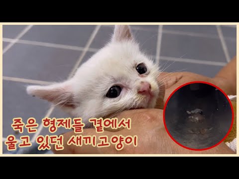 하수구에서 죽은 형제들 곁에서 울부짖던 새끼고양이를 발견했다 | 고양이구조, 고양이브이로그