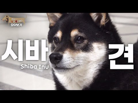 [세나개 댕모아] 천방지축 깜찍한 시바견들의 문제 행동 🐶시바견 편