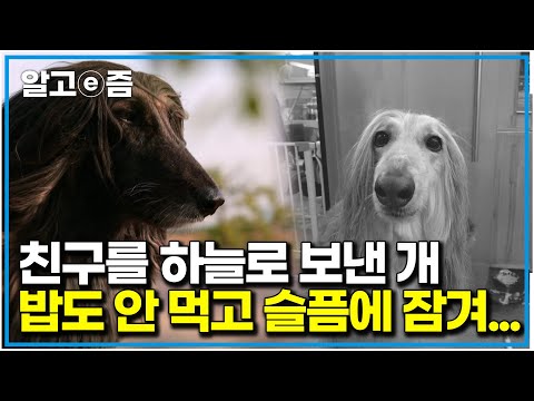 "아가 좀 만 더 힘내렴..."단짝 친구가 죽자 식음을 전폐하고 살아갈 의지를 잃어버린 강아지의 안타까운 사연｜세상에 나쁜 개는 없다｜알고e즘
