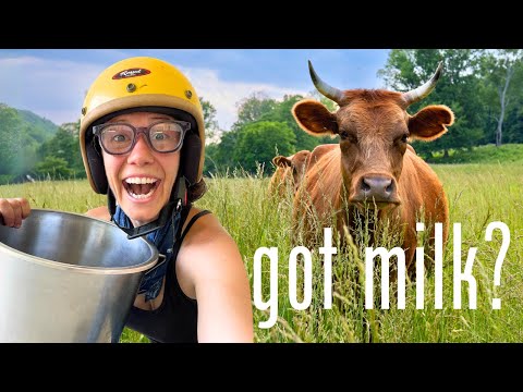 Milk My Feral Cow or Die Trying! 😬