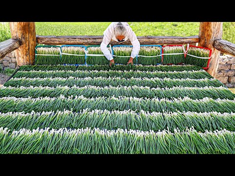 Grandma's cooking sells out every day! Amazing Korean Pancake Master / Korean street food