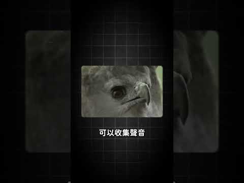 雨林中的心理戰大師...