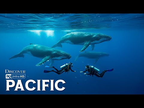 Pacific Wonders | Exploring the Hidden Ecosystems Beneath the Surface