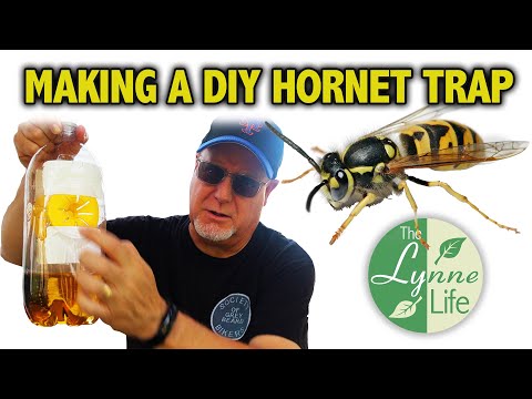 Making a diy hornet trap
