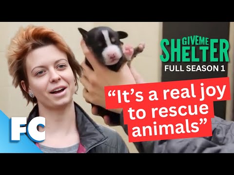 Animals Bring So Much Joy To The World, But Also Need Rescuing. Could You Do It?