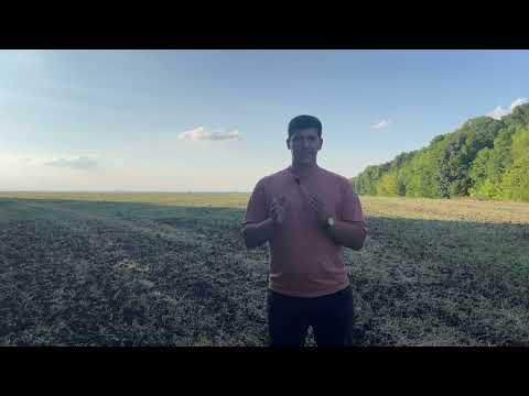 Ефективна боротьба з шкідниками ріпаку восени. Блішка, прихованохоботник, СОВКИ