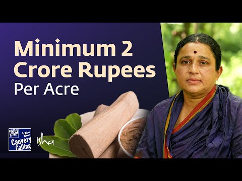 Sandalwood Success Story - Kavitha Mishra