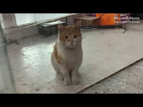 No One Knew a Cat Was Trapped in This Shop Until I Stopped by Chance