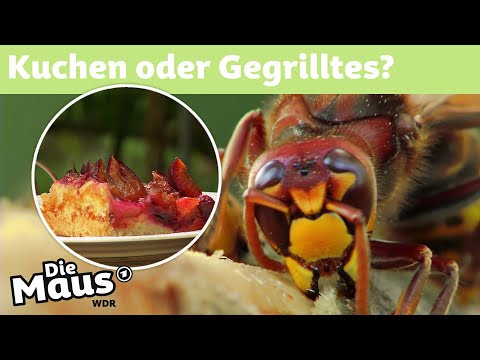 Warum wollen Wespen unser Essen? | DieMaus | WDR