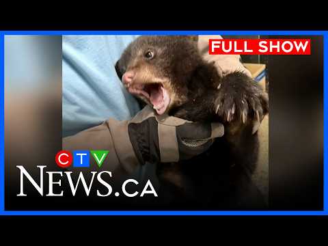 Bear Rescue plans appeal over quarry | CTV News Winnipeg at Five for April 9, 2026