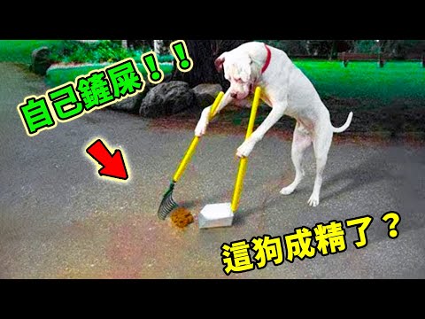 全世界最聰明的10種動物，豬竟然能排到第五，第一名讓人沒想到！會洗衣服，會做飯，還能看報紙，馬上就成人了！