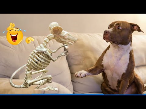 You Will Laugh Nonstop At These Dogs! 🤣🐶 Best Animal Videos Compilation