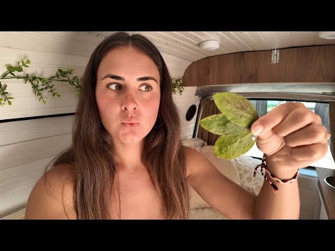 РАЗДОБЫЛА ЛИСТЬЯ КОКИ, ПРОБУЮ