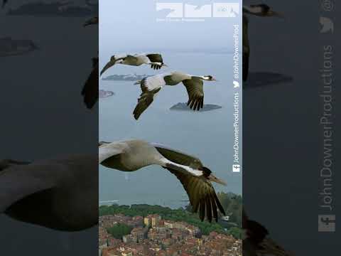 Fly Among Cranes Over Venice #birds #wildlife #venice