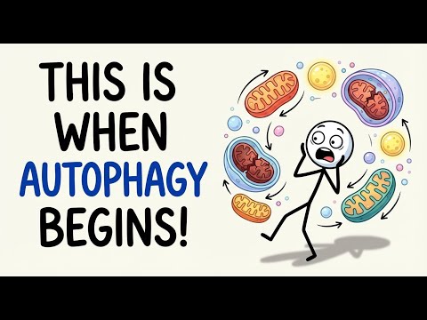 Science Explained: How Long Could You Fast Before Triggering Autophagy?