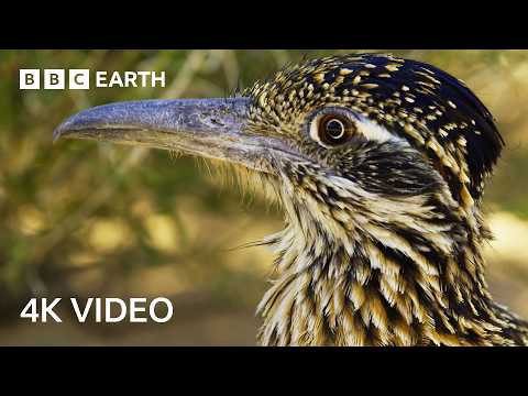 3 Hours of Mesmerising 4K Nature Footage | 4K UHD | BBC Earth