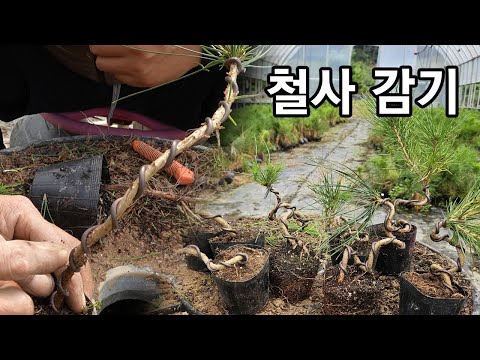 적송 묘목 2년생 곡 넣기 모양 새순. 희생지 위치 선정 철사 감기 방법 자세히 알아보기