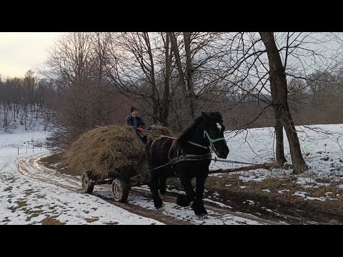 🔝 SAMURAI STALLION🚜WORKS CARRYING HAY🎯ON DIFFICULT ROADS🏆