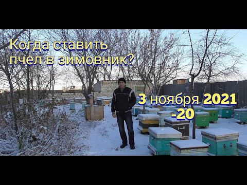 Зимовка пчел. Когда ставить пчел в зимовник
