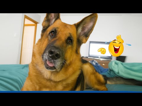 99.9% Can’t stop laughing at these dog 🐶 The Funniest Cat & Dog Moments Compilation 😁