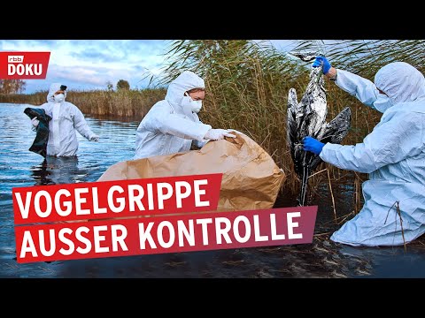 Vogelgrippe - Helfer am Limit? | Reportage