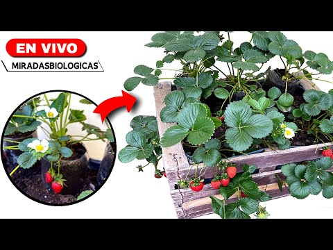 🔴BIO - Huerta en Cajón Frutillas / Fresas