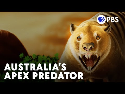 When The "Combat Wombat" Became An Apex Predator