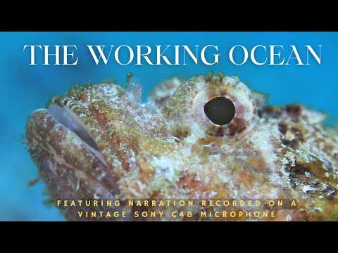 Sony C48 Narration - The Working Ocean
