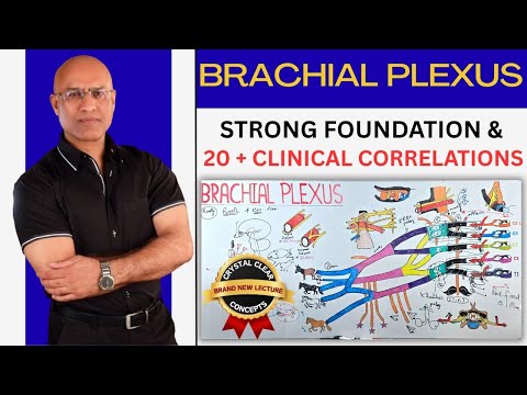 Brachial Plexus | Upper Limb Anatomy | Neurology