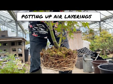 Potting on air layerings