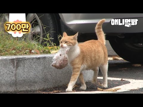 Cat That Delivers Bag of Food Every Day… (True Story)