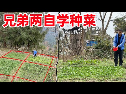 兄弟两自学种菜，没想到种下几个月的菜，没有任何变化