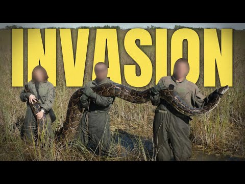 Why Florida Can't Stop 20ft Invasive Pythons