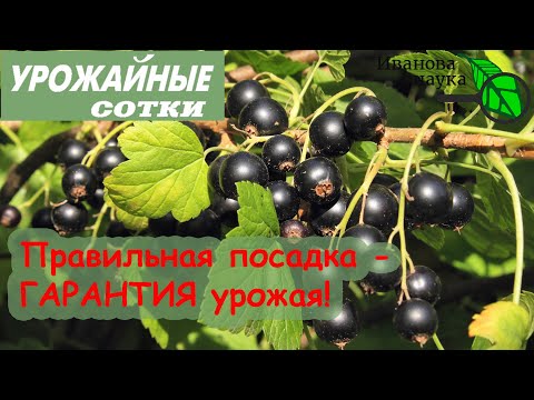 THIS is how you should plant CURRANTS and GOOSEBERRIES for a big harvest!