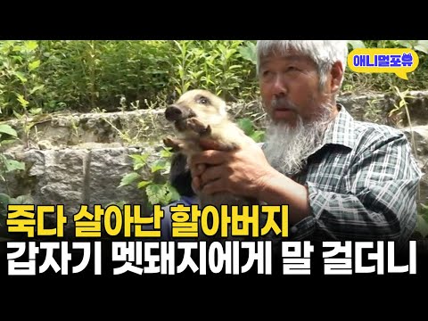 죽다 살아난 할아버지, 그런데 갑자기 멧돼지랑 대화를 한다..? I KBS 인간극장 - 오 상숙 너는 내 운명 2019 방송