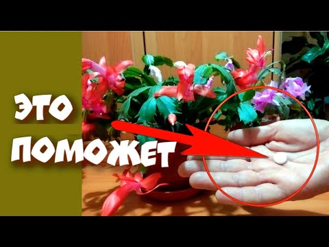 Если декабрист долгое время не цветёт что нужно сделать  отчего отказаться!