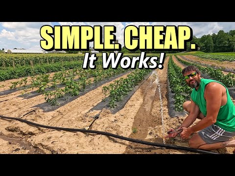 Boost Vegetable Yields with This Simple Drip Irrigation Setup