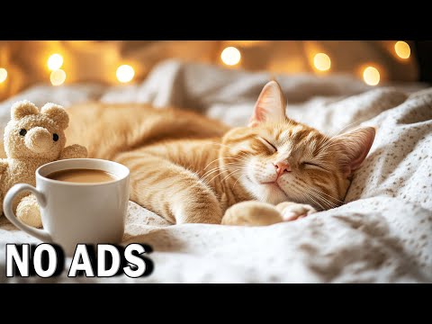 [NO ADS] Sleepy Kitten Music 🐱 1 Hour of Soft Lullabies for Cats & Humans 💤 Relaxing Sleep Sounds