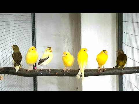 Чем кормить перед размножением кенаров ,Новые канарейки в хозяйстве-пополнение!