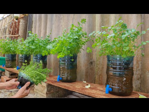 Amazing - Growing coriander at home with water
