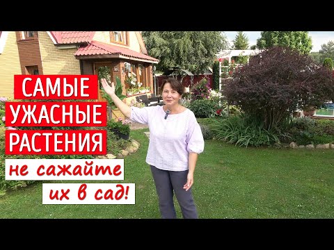 We planted it - now we're suffering! Don't drag this into your garden!