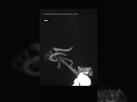 A giant squid meets a little robot