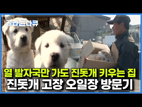 어느집이라도 진돗개 두 어마리 쯤은 기본으로 키운다는 지역｜오일장에서 만난 꼬물이 진돗개들｜진돗개 고장 방문기｜한국기행｜#골라듄다큐