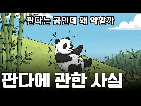판다는 곰인데 왜 약할까? 판다에 관한 사실 | 다큐 애니메이션