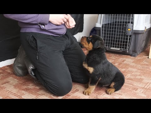 How to easily teach a puppy the commands SIT, STAND, AND LIE DOWN.