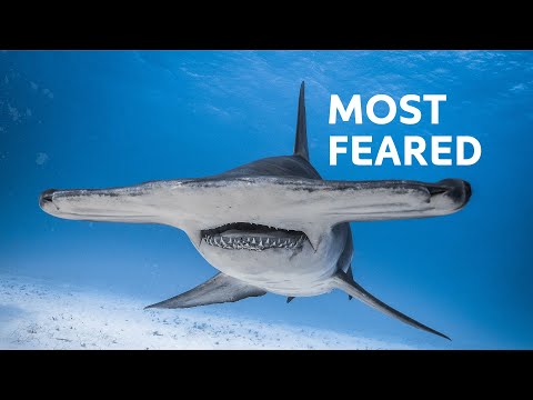 6 Shark Species You Don't Want to Meet in the Open Ocean...