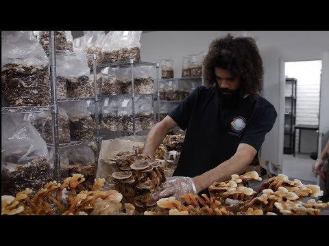 Growing Pioppino Mushrooms and Reishi Harvest | Southwest Mushrooms