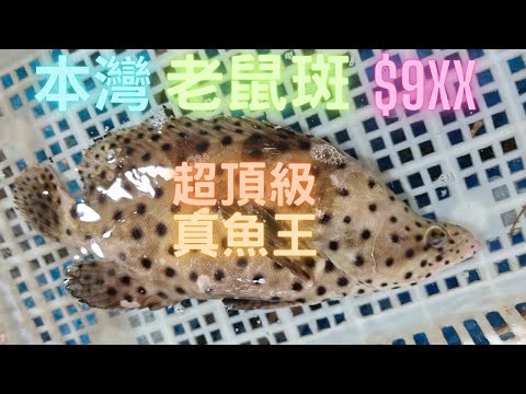 激罕本灣老鼠斑😍魚味/油份極頂級,同飛機貨簡直兩樣嘢🤤罕有食材白尾藍紋盲蟹/車蠔/狗爪螺/長跳螺🤤澳頭市場~fishcutting香港海鮮~社長遊街市Seafood